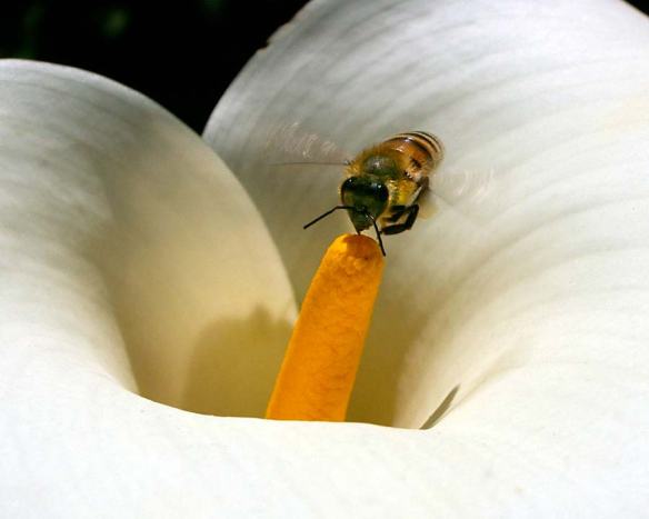 Arum Lily and Bee