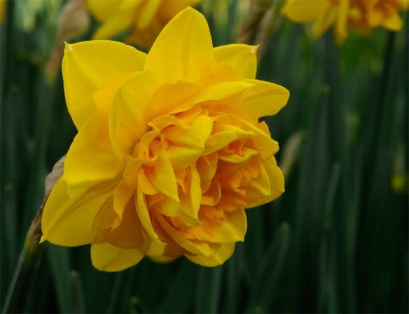 Narcissus Hea Moor