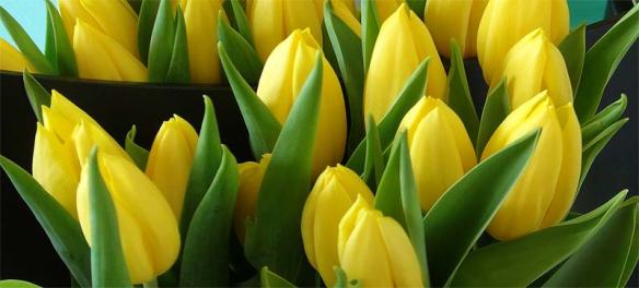 TulipsYellow - otherwise known as Strong Gold