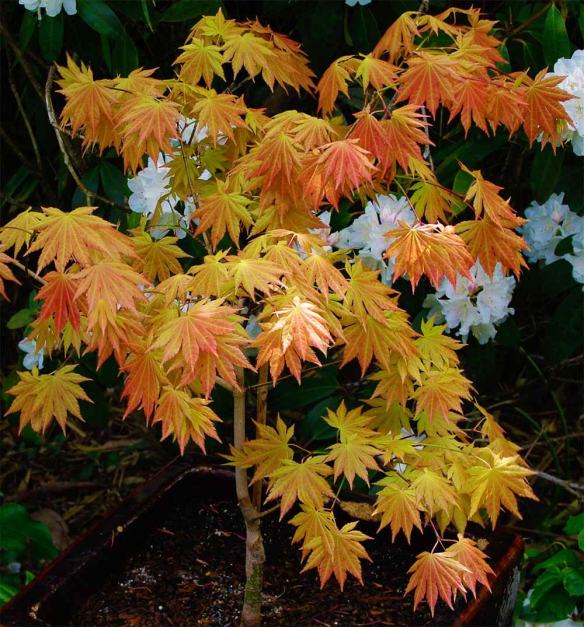 Red and orange acers