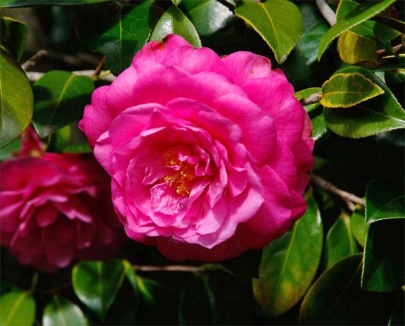 Full bloom camellias