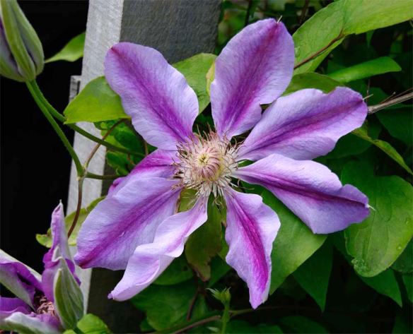 Striped Clematis
