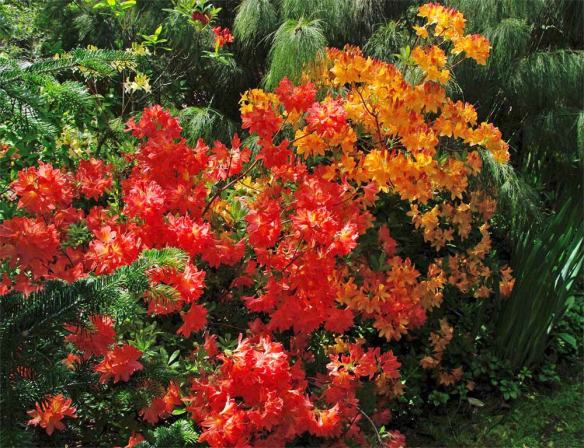Orange Red Rhododendron