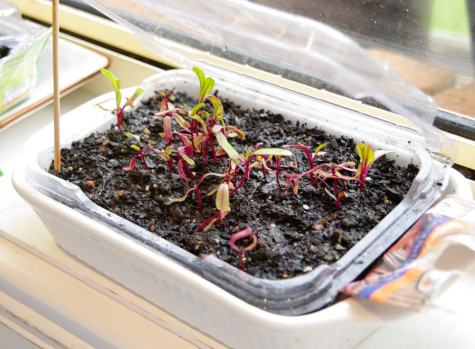 Beetroot seedlings