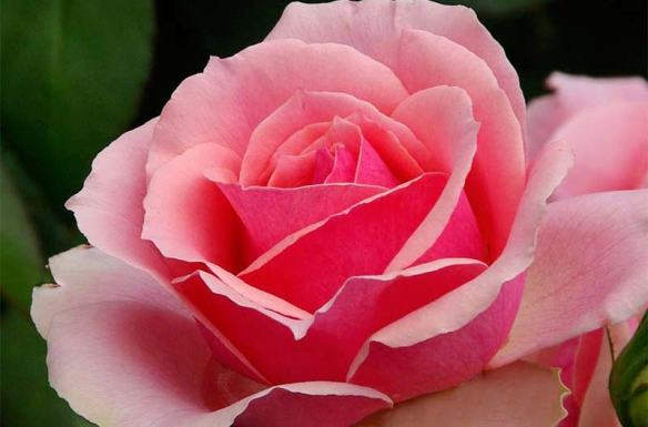 Grandiflora Rose Tournament Of Roses