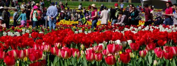 Tulip Walk Floriade